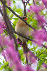 Cardinal Hidden In Beauty