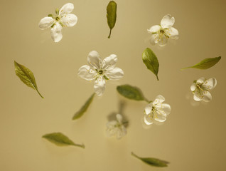 Floral background gentle soft focus white apple flowers with green leaflets effect levitation    