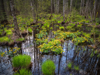 Blooming swamp in summer, deep water forest with yellow flowering plants