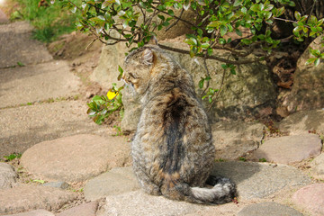 Fototapeta premium Grey cat basking in the sun, selective focus.