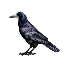 rook (Corvus frugilegus)