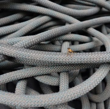 zancudo sobre cuerda de escalada.
foto: Antonio Leon