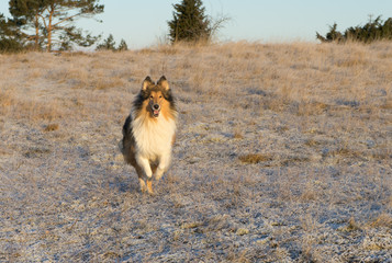 Fototapeta na wymiar Lassie Come Home - rough collie jumping happily over snowy field. Sunny winter day. Frozen hay field, meadow. Merry herding dog.