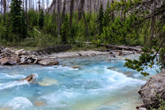 Eiskalter Gebirgsfluss str&ouml;mt durch jungen Wald 