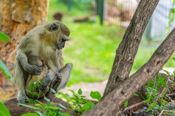 Velvet Monkey, mother with baby sitting on a branch, selected focus