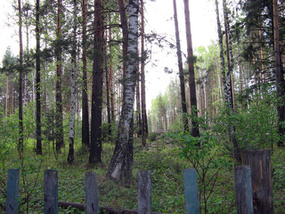 Mixed forest in the suburbs of Tomsk in Siberia in Russia