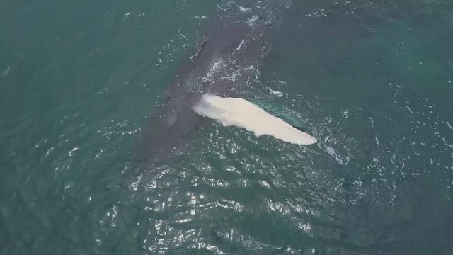 Humpback Whale and Calf Watching off Isla Conadora, Las Perlas Panama Drone Aerial View