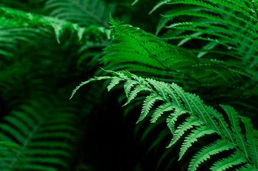 Tropical Green Leaves Fern Nature background close-up bush UFO