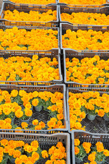 Blooms by box. Flower market. Marigold farming. Market garden. Organic gardening. Growing for market. Commercial production. Farmers market. Florist shop. Wholesale flowers. Selling seasonal blooms