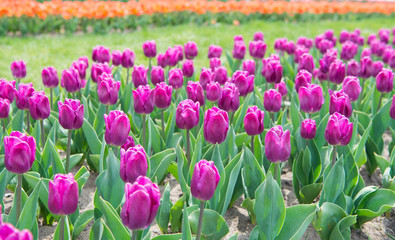 Enjoying every moment. Spring season travel. Colorful spring tulip field. violet vibrant flowers. beauty of nature. enjoy seasonal blossom. violet flowers in field. Landscape of Netherlands tulips