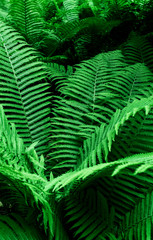 Tropical Green Leaves Fern Nature background close-up bush UFO