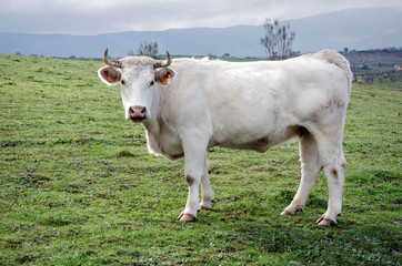 Charolais cow on the field