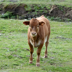 Young Limousin cow