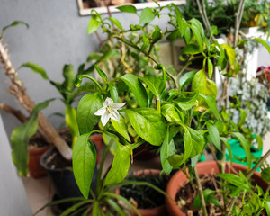 new flowers blossomed from green plant - closeup