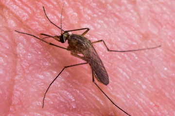 Macro of mosquito on skin sucking blood