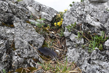 Rabenfeder im Gebirge auf Kalkstein mit Blüten