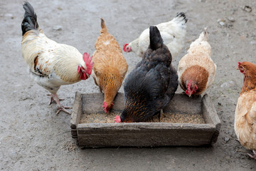 A group of free range chickens eating outside on a farm