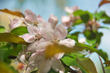 Closeup of a branch with apple blossoms.