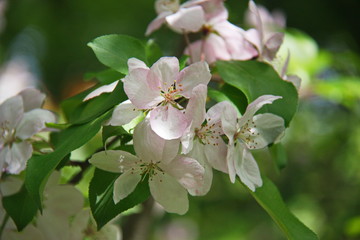 Closeup of a branch with apple blossoms.