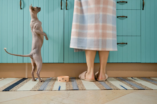 Cute lilac sphinx Daenerys is asking for a cat food.