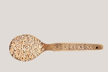 Raw unpeeled oats in a wooden spoon on a gray background