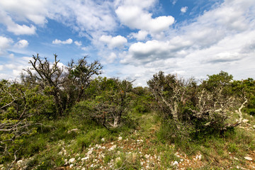 Arbres morts sur une montagne des Cévennes près du village de Corbès