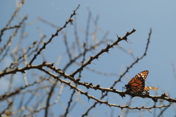 Butterfly on a tree branch