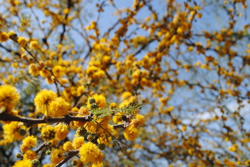 Yellow autumn or spring flowers with leaves