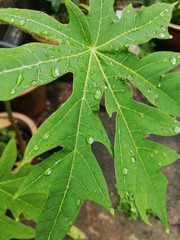 green leaf with dew drops