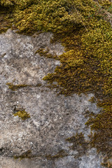 Texture moss on a stone closeup vertical