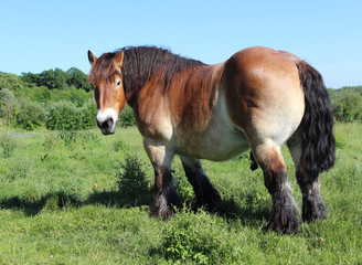 cheval de trait brun