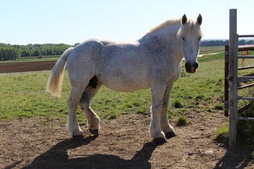 cheval de trait blanc
