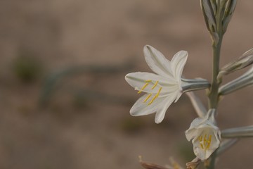 Obraz premium Large white blooms of the perennial Desert Lily, Hesperocallis Undulata, Asparagaceae, native plant in the fringes of Twentynine Palms, Southern Mojave Desert, Springtime.