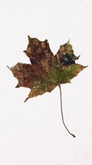 some may say it's damaged only it is a handsome brown/green/black design -autumn leaf on a white background