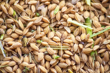 granos de arroz el dia de su cosecha