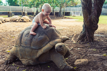 a little baby is sitting on a big turtle. Mauritius, safari park of Casela.