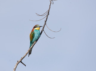 Merops apiaster en una rama descansando