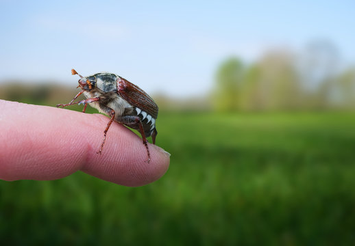 Maik&auml;fer (Melolontha) auf einer Fingerkuppe 