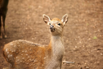 The  deer walk in the forest
