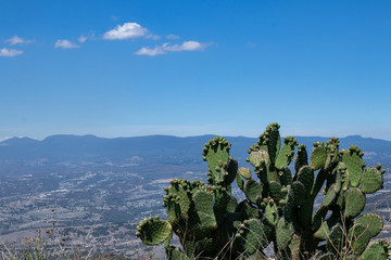 sierra y su flora