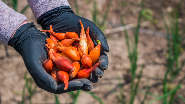 Farmer's Hands With Small Onion Bulbs For Planting