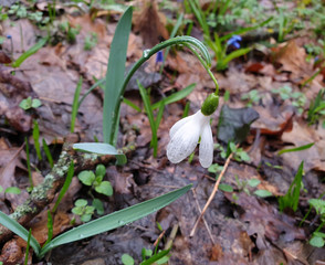 Snowdrops grow from old leaves