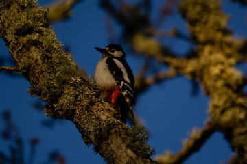 Great spotted woodpecker stands on a moss covered tree trunk in warm light from the setting sun.