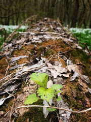 A green plant grows on an old log