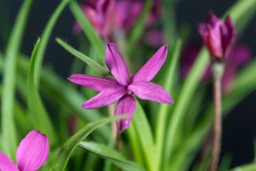 Flower of a Rhodohypoxis milloides, a small plant from South Africa.
