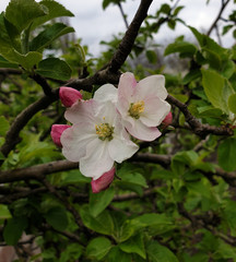 Obraz na płótnie Canvas Flowers on an Apple tree in spring