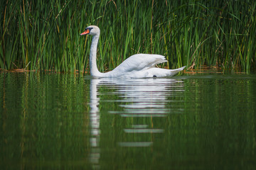 White swan on a green background, swimming on the lake, canes, water bird, nature, animal