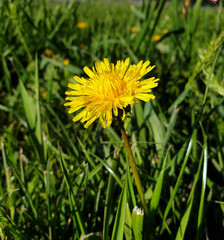 Yellow dandelion growing in the green grass