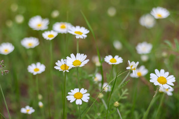 Fototapeta premium Chamomile, medicinal plant. Wildflowers close up.