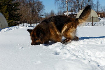 German shepherd dog runs in the snow.
